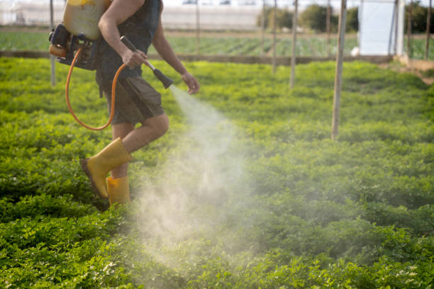 Best Exterminator Services  in Vernon, TX