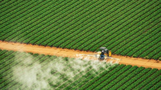 Best Local Pest Control Services  in Vernon, TX