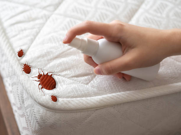 Professional Pest Control in Vernon, TX