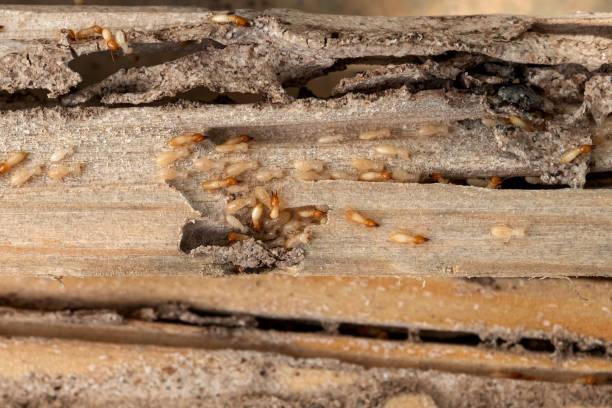 Best Wildlife Control Services  in Vernon, TX